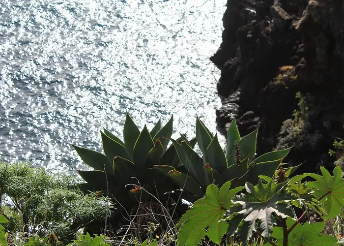 Chuva De Prata Caniço